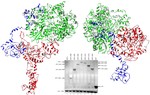 Modeling the Tertiary Structure of the Rift Valley Fever Virus L Protein